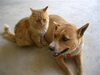 Dog And Cat Together Image